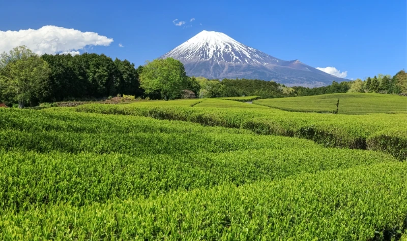 眺望雄偉的富士山和綠意盎然的茶園