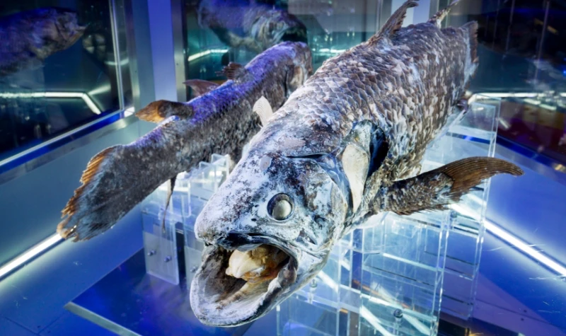 日本唯一的“深海“水族館